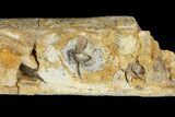 Fossil Mosasaur (Tylosaurus) Jaw Section - Kansas #114583-5